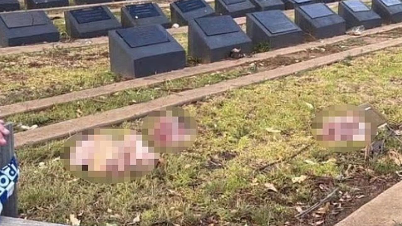 Avustralya'nın Sydney kentinde Müslüman mezarlığına domuz kafaları bırakıldı