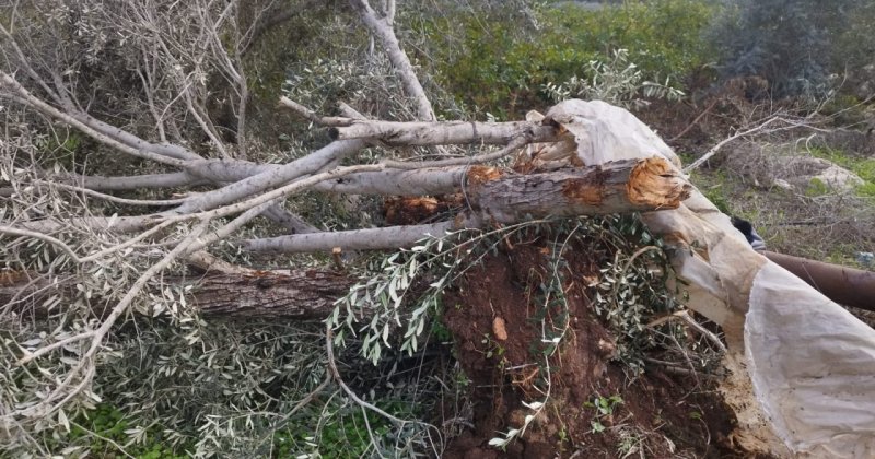 Batı Şeria’da 3 binden fazla ağaç işgalcilerin saldırılarında zarar gördü