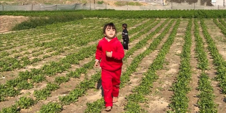 Gazze'de Sarı Hat yakınındaki Filistinli çiftçiler, saldırı tehlikesine rağmen tarım yapıyor