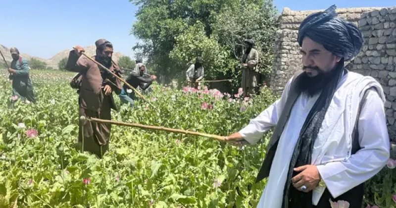 Afganistan’da uyuşturucu üretimi %95 azaldı