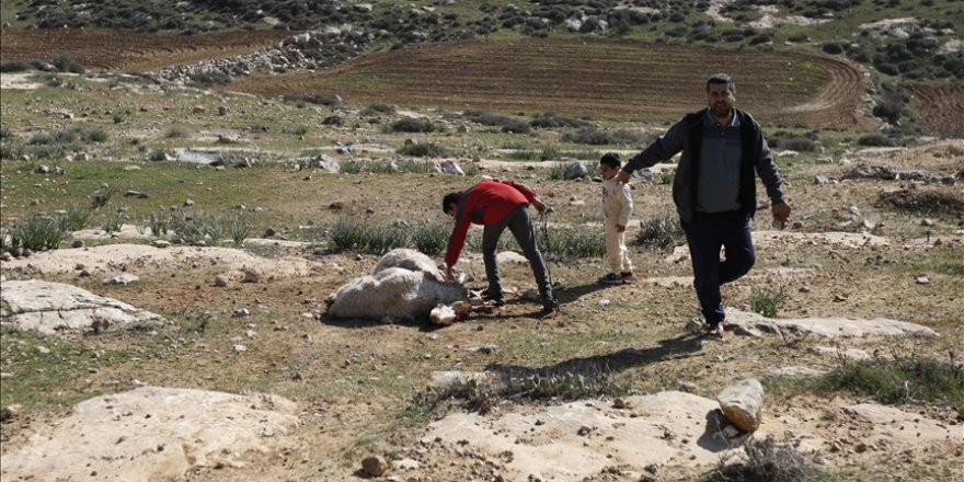 İşgal güçleri Batı Şeria'da Filistinlilerin çiftliğine saldırarak 150 koyun çaldı