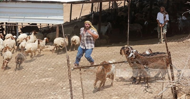 Yahudi çeteler Filistinlilere ait 200 küçükbaş hayvanı çaldı