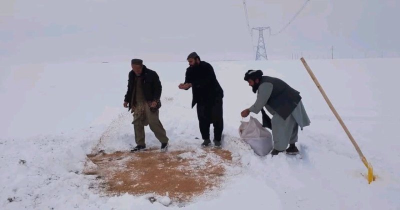 Afganistan’da kuşların zorlu kışı atlatması için dağlara buğday serpiliyor