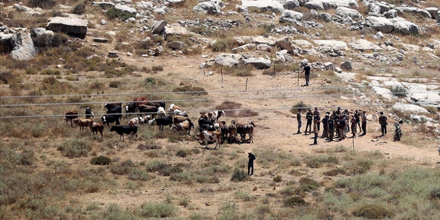 Filistin topraklarını gasbeden Siyonist yerleşimciler, bir Filistinlinin 150 büyükbaş hayvanını çaldı