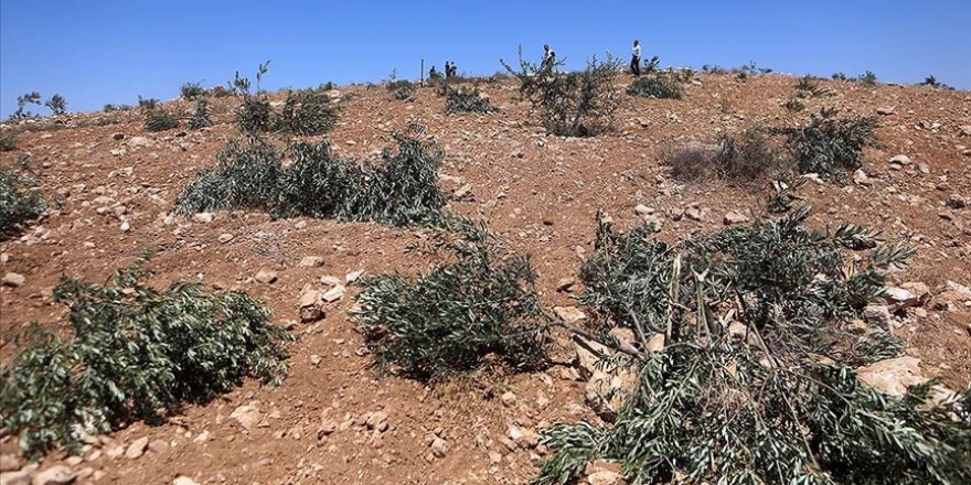 Siyonist yerleşimciler, Batı Şeria'da zeytin ağaçlarını söktü, Filistinli çobanlara saldırdı