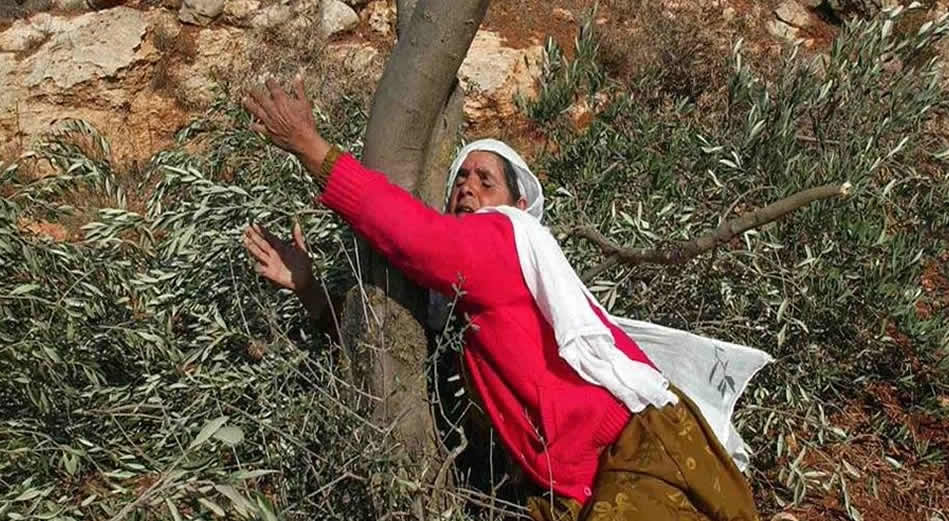 Zeytinlikler: Filistin’de kadim bir kültür ve geçim kaynağı sistematik olarak yok ediliyor