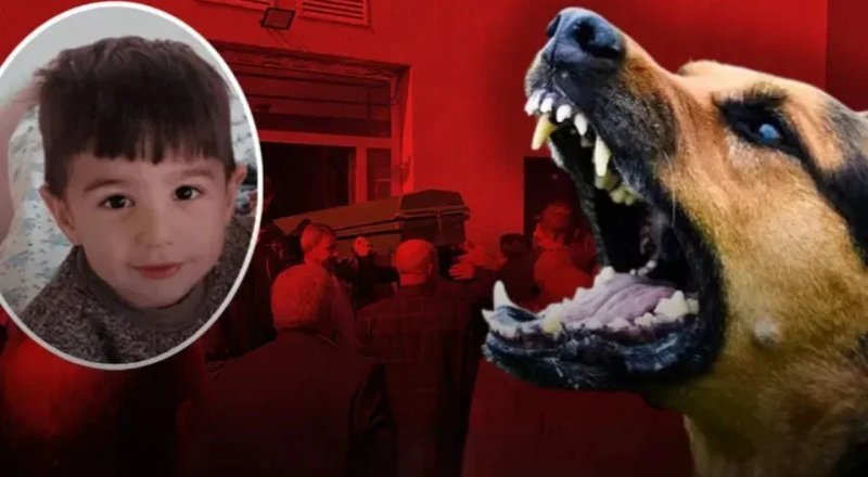 Hayvansever terörü ve yöneticilerin acizliği