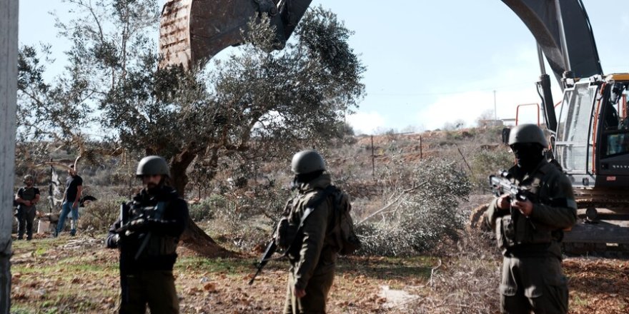 İşgalci İsrail, Batı Şeria'da Filistinlilere ait 3 bin zeytin ağacını söktü