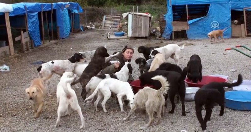 Çocukların parçalandığı yerde hayvan romantizmi