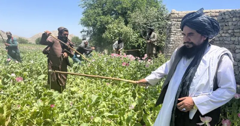 Afganistan’da afyon üretimi yüzde 95 geriledi