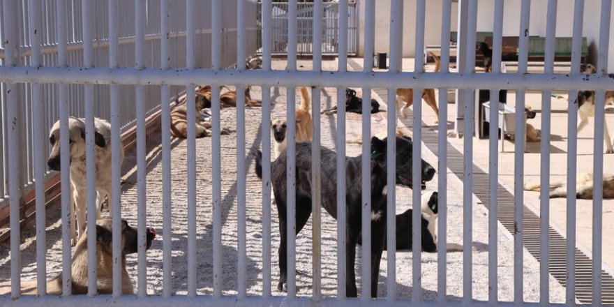 Konya'da bir kişiyi ısıran köpeğin sahibine 108 bin lira ceza