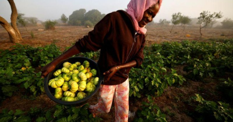 Gübre krizinin ortasında Afrika’nın kimyasal madde içermeyen bir seçeneği var: Agroekoloji