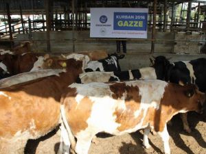 Özgür-Der Mensuplarının Kurbanları Gazze'de Kesildi