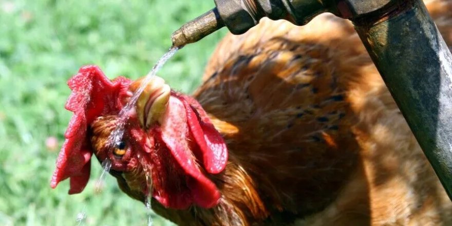 Fransa'da aşırı sıcak hava nedeniyle 6 bin ton kümes hayvanı telef oldu