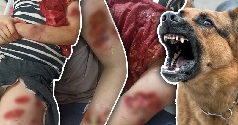 Sokak köpekleri tartışmasında uygulama ve eksikler