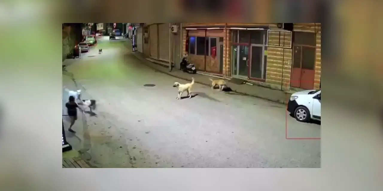 Ordu'da sahipsiz köpekler çocuğa sadırdı