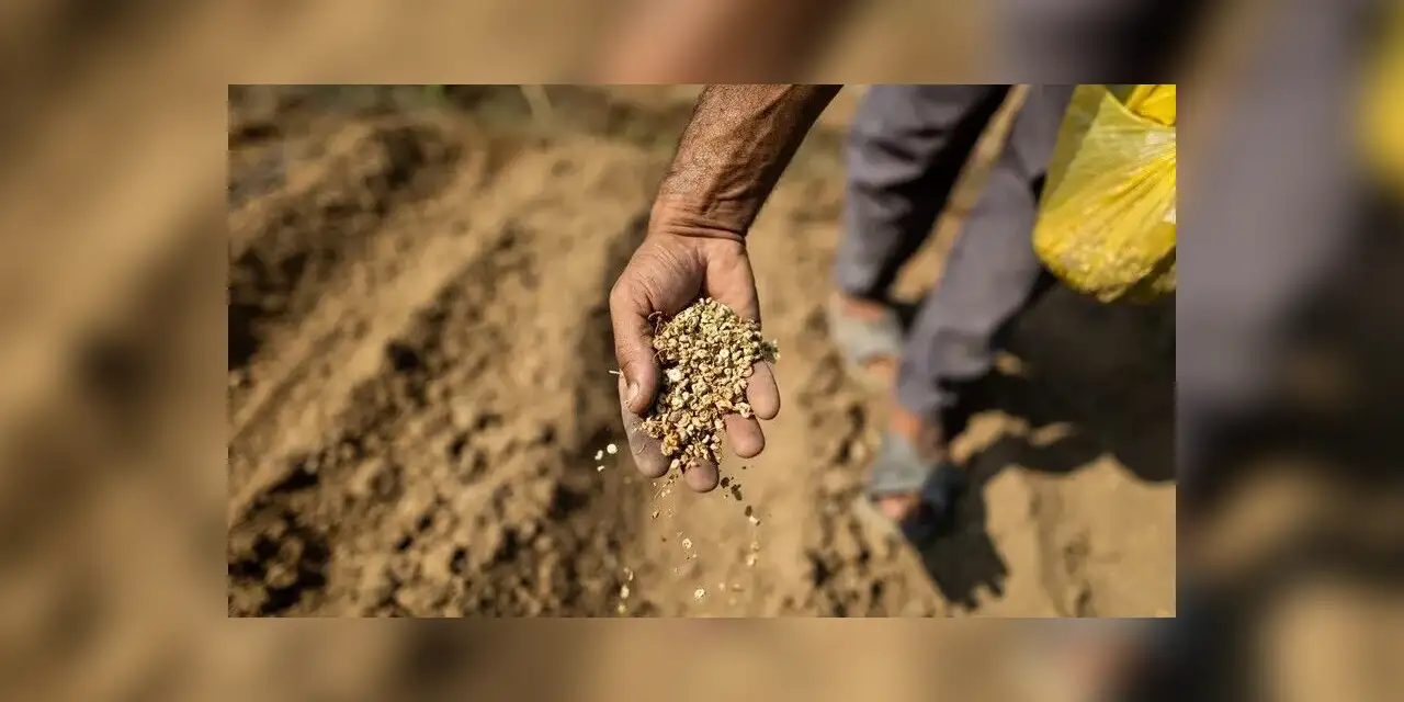 Gazzeliler, toprağa atılan "yerli tohumlarla" İsrail işgaline ve yıkıma direnmeye çalışıyor