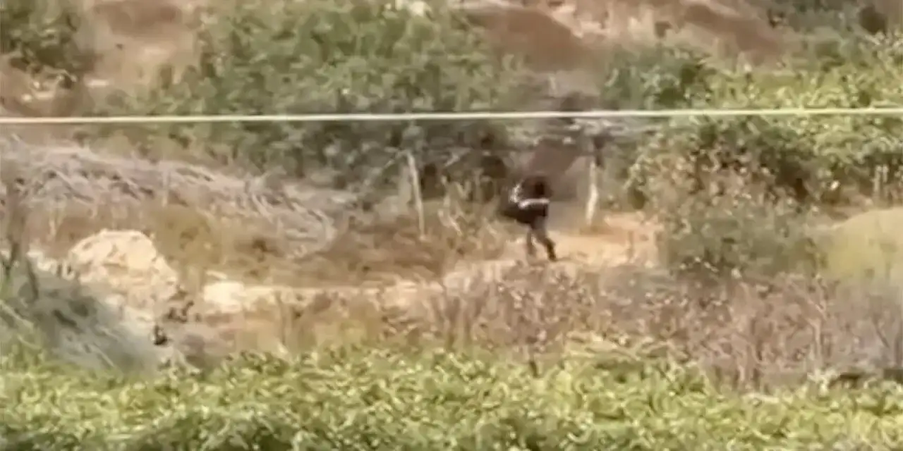 Batı Şeria'da Filistin topraklarını gasbeden Siyonist hırsızlar, Filistinli çiftçilerin hasat ettiği üzümleri çaldı