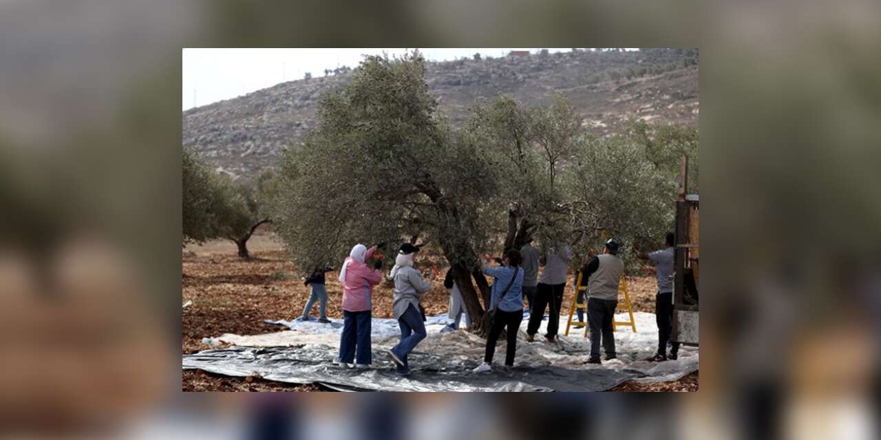 Filistin, zeytin hasadında işgalci saldırganlara karşı aktivistleri desteğe çağırdı