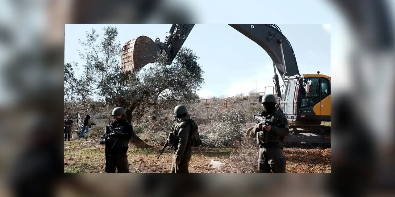Filistinli yetkiliye göre, İsrail zeytin hasatı sezonundaki saldırılarıyla daha fazla toprak gasbını hedefliyor