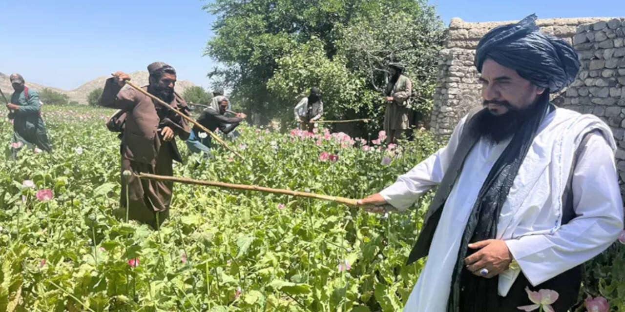 Afganistan'daki yasağın ardından Pakistan ve İran yeni uyuşturucu üretim merkezleri haline geldi