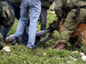 Siyonistler Köpekli İşkenceyi Geçici Olarak Durdurdu