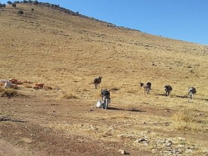 PKK'dan Sınır Köylere Provokasyon Talimatı