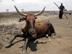 "Afrika'nın Güneyinde 14 Milyon İnsan Açlıkla Karşı Karşıya"