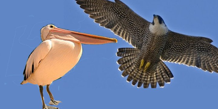 Pelikan Çetesi ve Gökdoğan Üzerine...