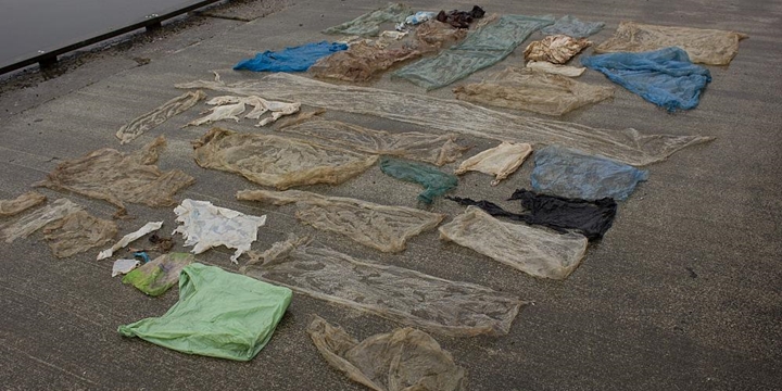 Karaya Vuran Balinanın Midesinden 30 Plastik Torba Çıktı!