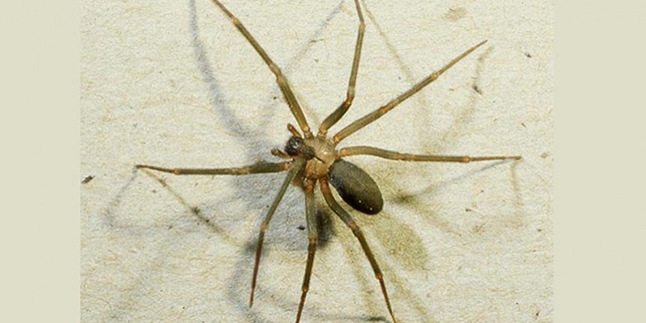 Felç Tedavisinde Örümcek Zehri Kullanılabilir