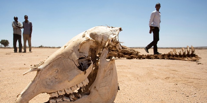 Somaliland’da Kuraklık: “Çocuklarıma Sadece Çay Verebiliyorum”