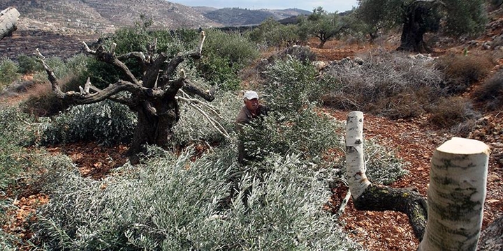 Yahudi Yerleşimciler Filistinlilere Ait 300 Zeytin Ağacını Kesti!
