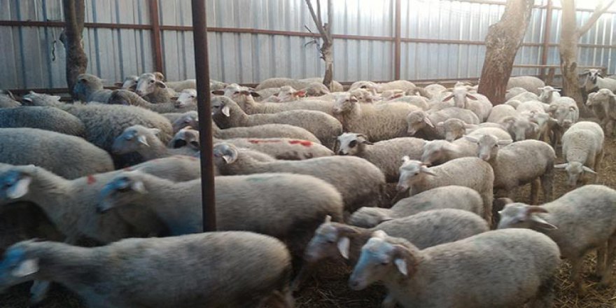 Belçika'da İslami Usullere Göre Kesim Yasaklanıyor