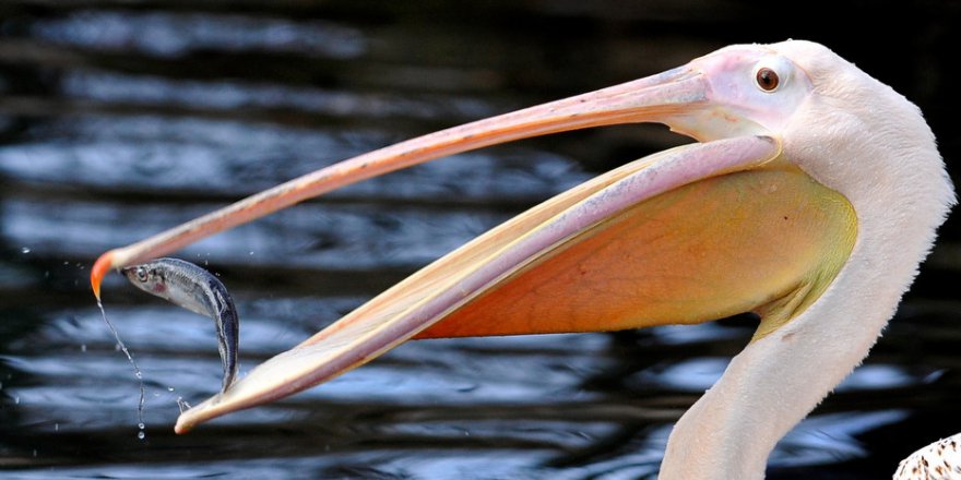 Pelikan, Penguen, Gergedan...