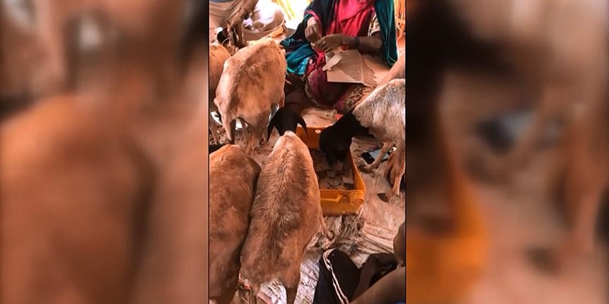 Somali’de Kuraklık: Keçiler Karton Yerken Görüntülendi!
