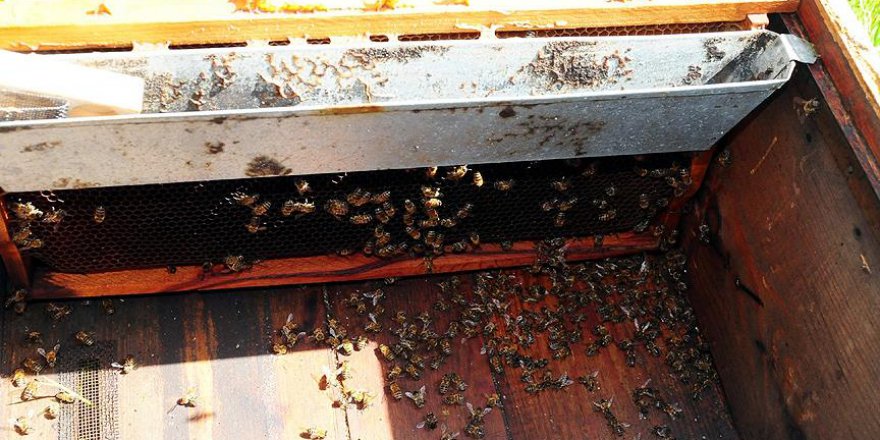 Türkiye’de 'Toplu Arı Ölümleri' Yüzde 41'e Ulaştı