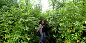 Avrupa’da En Yüksek Esrar Kullanım Oranı Fransa’da