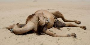 Katar Krizinden Develer de Etkilendi!