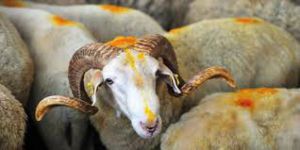 Özgür-Der Kurbanlarını Gazze ve Suriye'ye Gönderecek