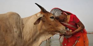 Hindistan'da ‘İnek Bakanlığı’ Kuruluyor