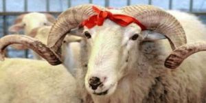 Rahmet Derneği'nden Kurban-2017 Organizasyonu