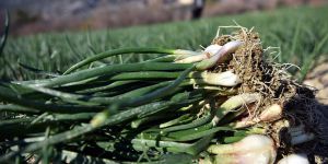 Ağustosta En Fazla Yeşil Soğanın Fiyatı Arttı!