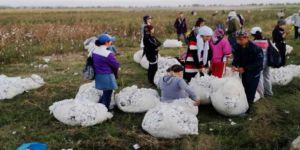 Özbekistan'da Zorla Çalıştırmaya Son Verildi