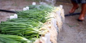 Eylül Ayının Zam Şampiyonu Yeşil Soğan!