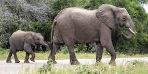 “111 Bin Afrika Fili Dişleri İçin Katledildi”