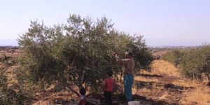 Kuşatma Altındaki Humus’ta Zeytin Hasadı