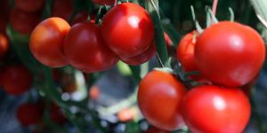 Gıdada 2017’nin Zam Şampiyonu Domates!