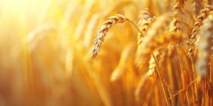 Ahlaki Sorumluluk veya Yüzünde Gölge Olmamak