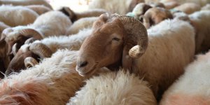 ‘Putkıranların Pîri’ Hz. İbrahîm’in ‘Kurban’ Mesajına Ne Kadar Yakınız?